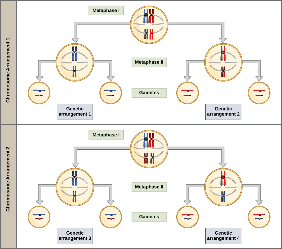 Meiosis Concepts Of Biology