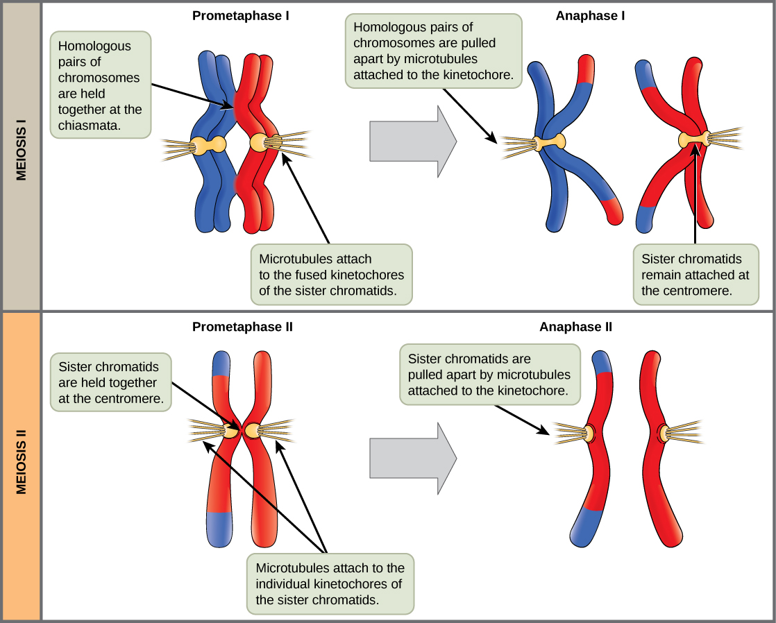 Meiosis Concepts Of Biology   Figure 07 02 03 