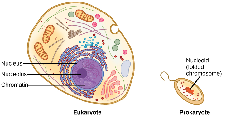 The Structure Of DNA Concepts Of Biology The Structure Of DNA Concepts Of Biology