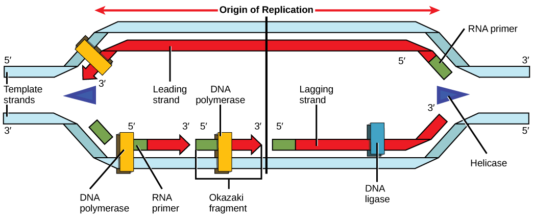 DNA Replication · Concepts of Biology