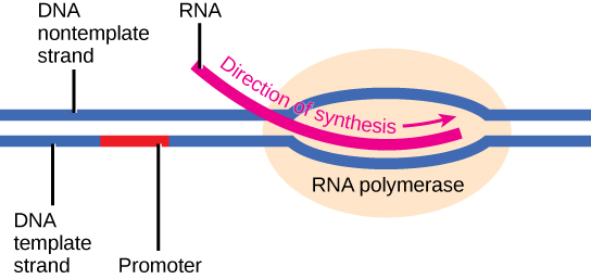 Transcription Concepts Of Biology