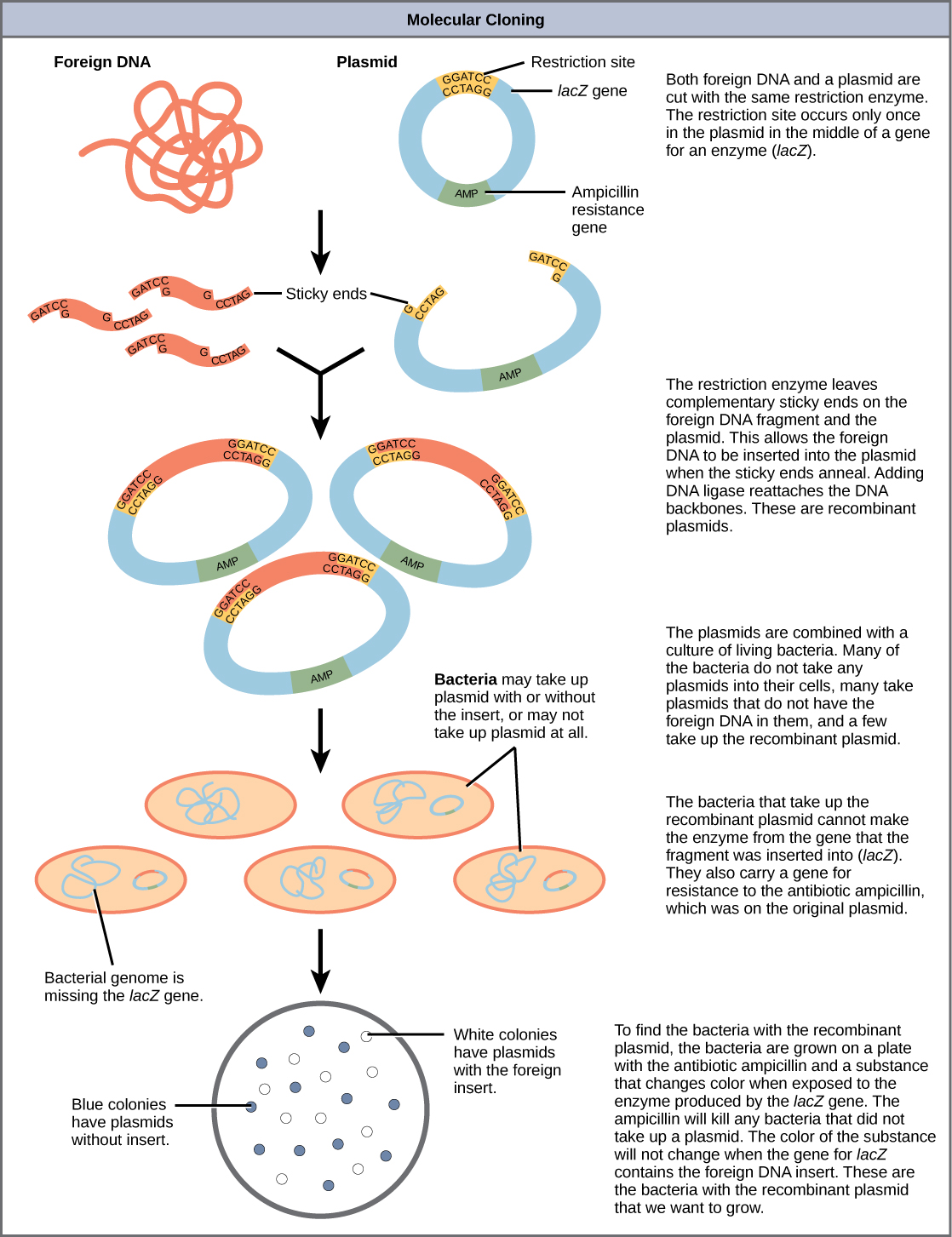 what is the importance of genetic research in bacteria