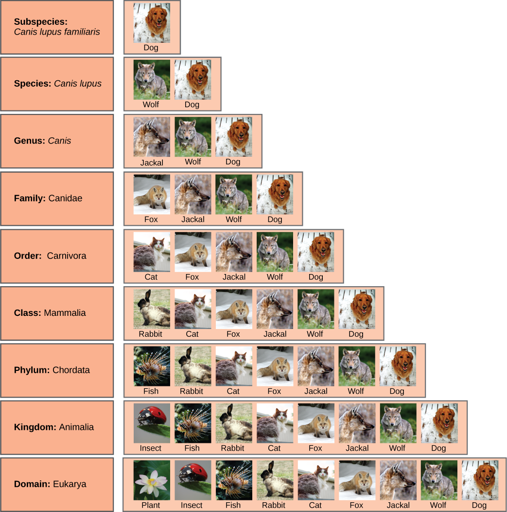 Organizing Life On Earth Concepts Of Biology