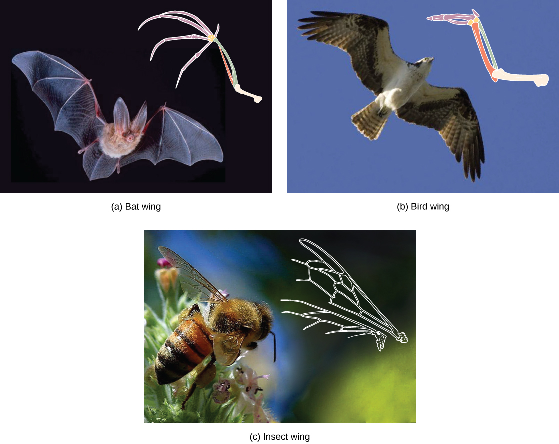 Как поют разные звери птицы и насекомые. Птица-насекомое умеющая летать. Насекомые рыбы птицы звери. Рукокрылые насекомые. Сравнение птиц и насекомых.