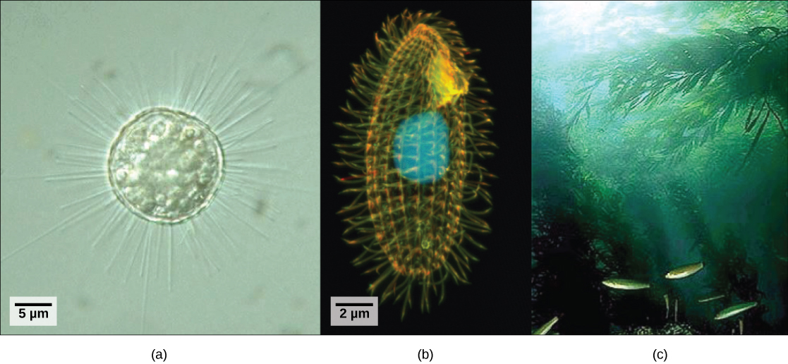 protists-concepts-of-biology