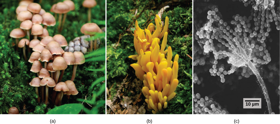 Make Sentences With The Word Fungi