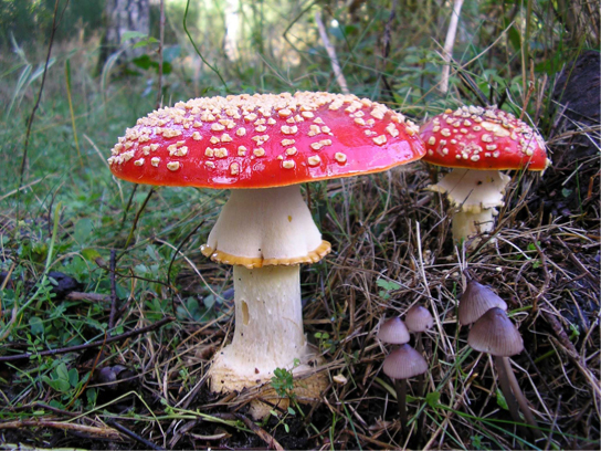 fungi-concepts-of-biology