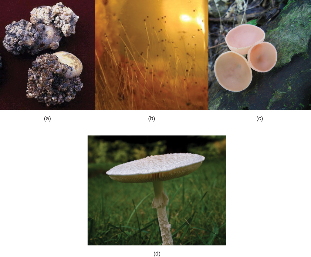 Fungi Concepts Of Biology