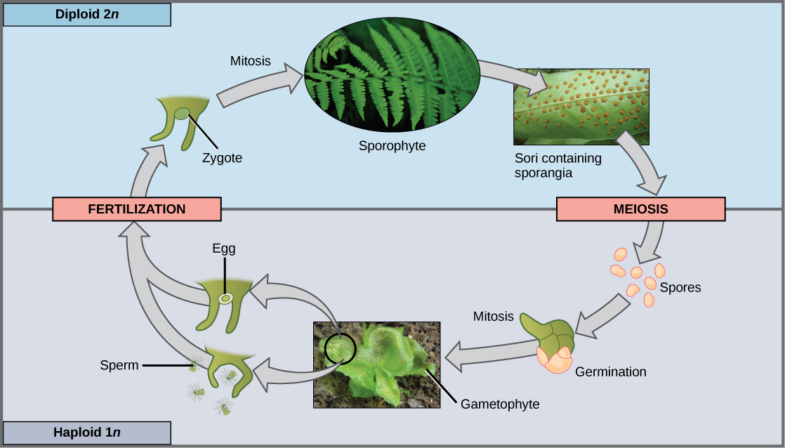 plants that make spores
