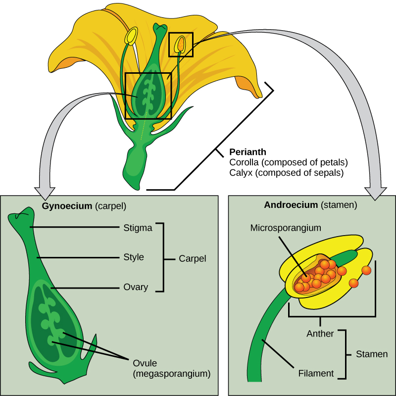 seed-plants-angiosperms-concepts-of-biology