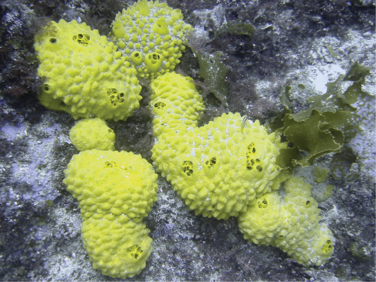 how sponges rely on water moving through their bodies for respiration.