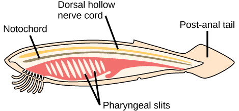 The illustration shows a fish-shaped chordate. A long, thin dorsal hollow nerve cord runs the length of the chordate, along the top. Immediately beneath the nerve cord is a notochord that also runs the length of the organism. Beneath the notochord, pharyngeal slits cut diagonally into tissue toward the front of the organism. A post-anal tail occurs at the rear.