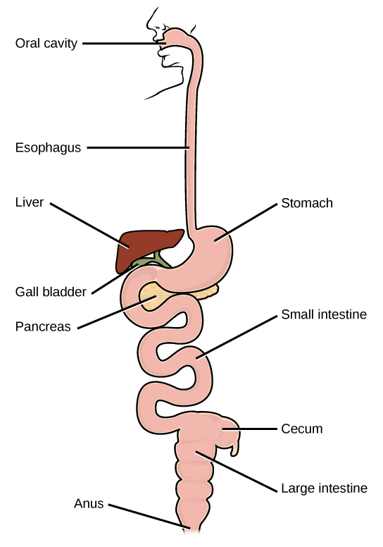 Digestive System · Concepts of Biology