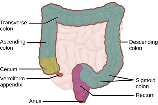 digestive-system-concepts-of-biology