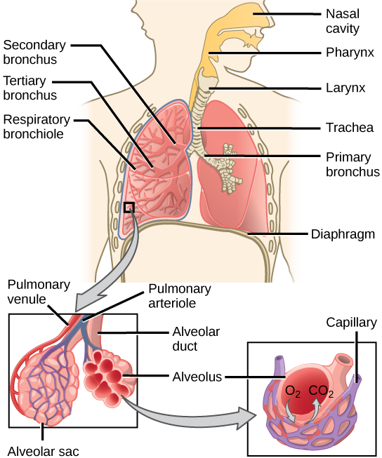 the trachea, bronchi, and terminal bronchioles contribute to anatomic dead space because: