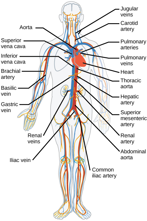 Circulatory And Respiratory Systems Concepts Of Biology Circulatory And Respiratory Systems Concepts Of Biology