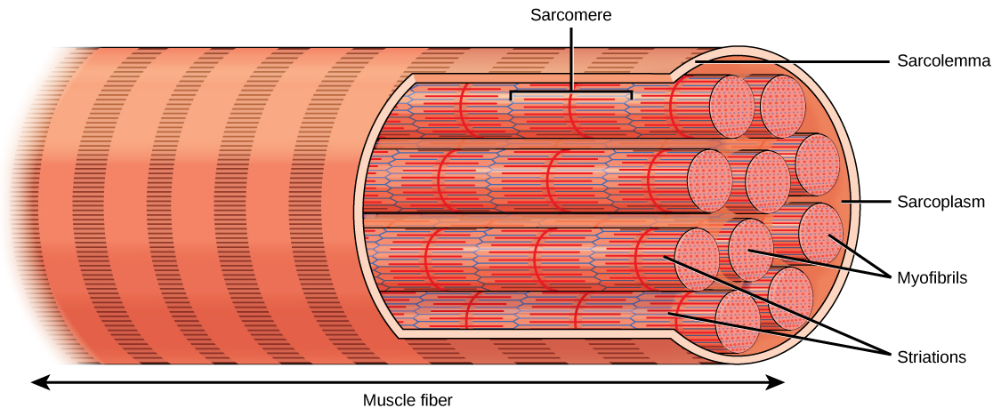 Какая жидкость в мышцах. Строение миофибриллы мышечного волокна. Мышечное волокно миофибриллы саркомер. Сарколемма и саркоплазма. Строение мышцы миофибриллы.