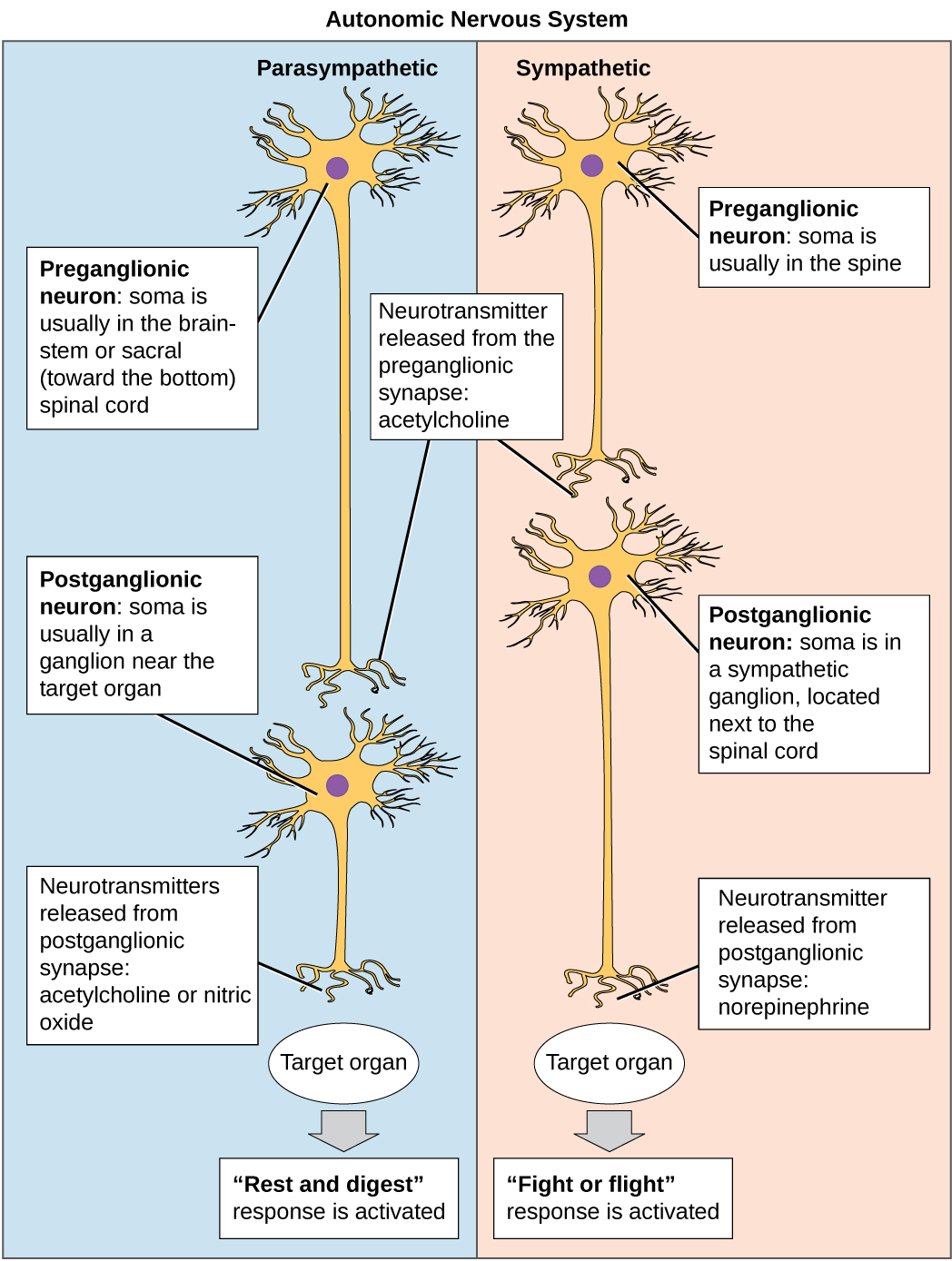 somatic nervous system consists of