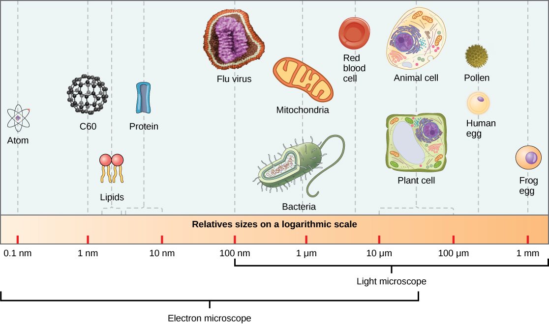 Сравнение бактерий и вирусов. Размер вируса и бактерии сравнение. Размеры вирусов и бактерий. Сравнительные Размеры клеток. Размеры бактерии клетки и вирусов.