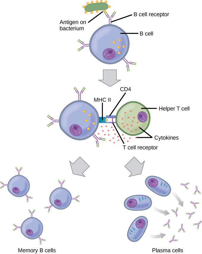 antigen presentation immune system