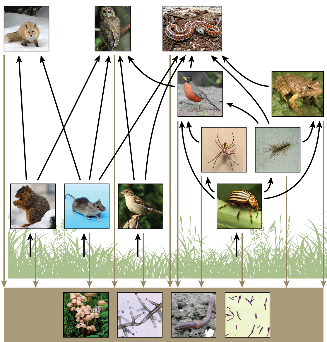 Single species models for many species food webs