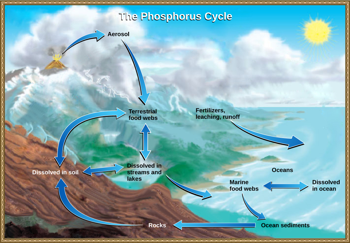 biogeochemical-cycles-concepts-of-biology