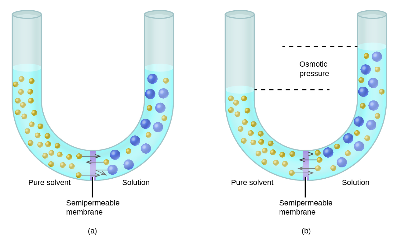 The figure shows two U shaped tubes with a semi permeable membrane placed at the base of the U. In figure a, pure solvent is present and indicated by small yellow spheres to the left of the membrane. To the right, a solution exists with larger blue spheres intermingled with some small yellow spheres. At the membrane, arrows pointing from three small yellow spheres on both sides of the membrane cross over the membrane. An arrow drawn from one of the large blue spheres does not cross the membrane, but rather is reflected back from the surface of the membrane. The levels of liquid in both sides of the U shaped tube are equal. In figure b, arrows again point from small yellow spheres across the semipermeable membrane from both sides. This diagram shows the level of liquid in the left, pure solvent, side to be significantly lower than the liquid level on the right. Dashed lines are drawn from these two liquid levels into the middle of the U-shaped tube and between them is the term osmotic pressure.