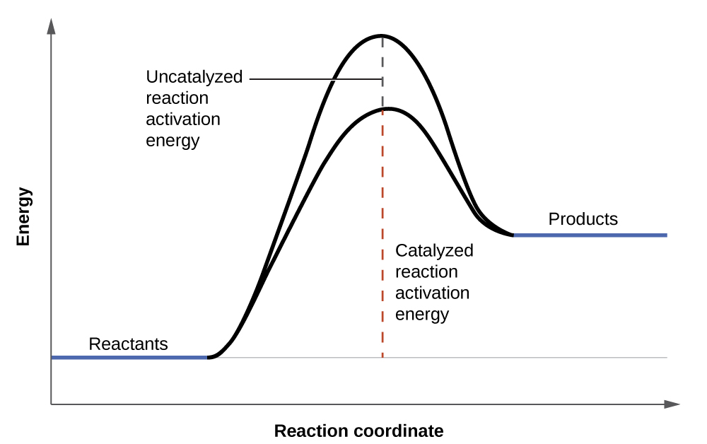 A graph is shown with the label, “Reaction coordinate,” on the x-axis. The x-axis is depicted as an arrow. The y-axis is also an arrow and is labeled, “Energy.” There is a horizontal line that runs the width of the graph and appears just above the x-axis. A segment of this line is blue and is labeled, “Reactants.” From the right end of this line segment, a solid black, concave down curve is shown which reaches the level just below the end of the y-axis. The curve ends at another short, blue line labeled, “Products.” The “Products” line appears at a higher level than the “Reactants” line. An arrow extends from the horizontal line to the apex of the curve. The arrow is labeled, “Uncatalyzed reaction activation energy.” A second, black concave down curve is shown. This curve also meets the reactants and products blue line segments, but only extends to about two-thirds the height of the initial curve. From the horizontal line is another arrow pointing to the apex of the second curve. This arrow is labeled, “Catalyzed reaction activation energy.”