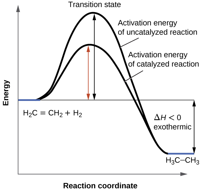 A graph is shown with the label, “Reaction coordinate,” on the x-axis and the label,“Energy,” on the y-axis. Approximately half-way up the y-axis, a short portion of a black concave down curve which has a horizontal line extended from it across the graph. The left end of this line is labeled “H subscript 2 C equals C H subscript 2 plus H subscript 2.” The black concave down curve extends upward to reach a maximum near the height of the y-axis. The peak of this curve is labeled, “Transition state.” A double sided arrow extends from the horizontal line to the peak of the curve. This arrow is labeled, “Activation energy of Uncatalyzed reation.” From the peak, the curve continues downward to a second horizontally flattened region well below the origin of the curve near the x-axis. This flattened region is shaded in blue and is labeled “H subscript 3 C dash C H subscript 3.” A double sided arrow is drawn from the lowers part of this curve at the far right of the graph to the line extending across the graph above it. This arrow is labeled, “capital delta H less than 0 : exothermic.” A second curve is drawn with the same flattened regions at the start and end of the curve. The height of this curve is about two-thirds the height of the first curve. A double sided arrow is drawn from the horizontal line that originates at the left side of the graph to the peak of this second curve. This arrow is labeled, “Activation energy of catalyzed reaction.”