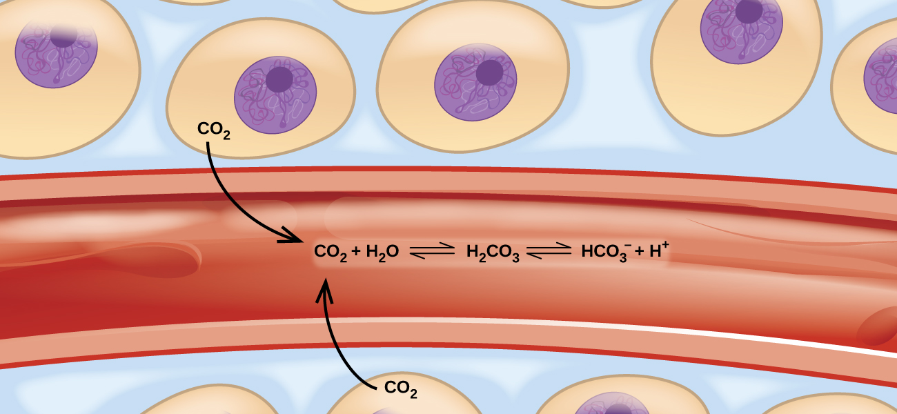 An image depicts three tan squares, lying side-by-side along the upper left corner. Two of the same squares also lie side-by-side in the lower right corner. Each square has a black dot in the center. One of the squares is labeled, “C O subscript 2,” and has a double-headed arrow pointing from it to a red tube-like structure that runs between the squares across the image from the upper right to the lower left. This arrow is labeled, “C O subscript 2 dissolved in plasma.” The red tube has two round red shapes in it, and the upper one is labeled, “C O subscript 2 carried in red blood cells.” The gaps between the squares and the red tube are colored light blue. One of the squares along the top of the image is labeled, “C O subscript 2,” and is connected by a double-headed arrow to an equation in the red tube that is labeled, “C O subscript 2, a plus sign, H subscript 2 O, right-facing arrow, H subscript 2 C O subscript 3, right-facing arrow, H C O subscript 3 superscript negative sign, plus sign, H superscript positive sign.” The compound “H C O subscript 3 superscript negative sign” is then connected by a double-headed arrow to the space in the red tube and is labeled, “H C O subscript 3 superscript negative sign dissolved in plasma as carbonic acid.”