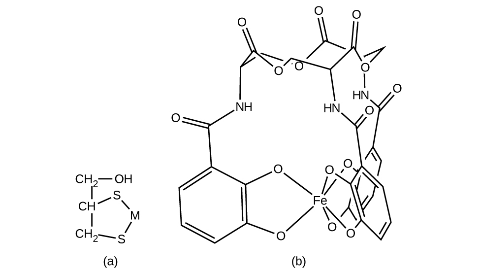 This figure includes two structures. In a, a five member ring is shown with an S atom at the top with additional atoms single bonded in the following order clockwise around the pentagonal ring; M atom, S atom, C atom of a C H subscript 2 group, followed by a C atom of a C H group. The final C atom is bonded to the original S atom completing the ring. The C in the C H group is at the upper left of the structure. This C has a C H subscript 2 group bonded above to which an O H group is bonded to the right. In b, a complex structure is shown. It has an open central region and multiple ring structures. A single F e atom is included, appearing to be bonded to six O atoms. Fifteen total O atoms are bonded into the structure along with three N atoms and multiple C atoms and H atoms. Nine O atoms are single bonded and are incorporated into rings and six are double bonded, extending outward from ring structures. 