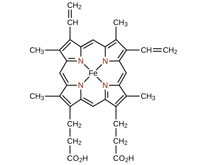 A structure is shown for the single ligand heme. At the center of this structure is an F e atom. From this atom, four single bonds extend up and to the right and left and below and to the right and left to four N atoms which are shown in red. Each N atom is a component of a 5 member ring with four C atoms. Each of these rings has a double bond between the C atoms that are not bonded to the N atom. The C atoms that are bonded to N atoms are connected to C atoms that serve as links between the 5-member rings. The bond to the C atom clockwise from the 5-member ring in each case is a double bond. The bond to the C atom counterclockwise from the 5-member ring in each case is a single bond. To the left of the structure, two of the C atoms in the 5-member rings that are not bonded to N are bonded to C H subscript 3 groups. The other carbons in these rings that are not bonded to N atoms are bonded to groups above and below. Above is a C H group double bonded to a C H subscript 2 group. Below is a C H subscript 2 group bonded to another C H subscript 2 group, which is bonded to a C O subscript 2 H group. At the right side of the structure, the C atoms in the 5-member rings that are not bonded to N atoms are bonded to additional structures. The C atom at to the right in the 5-member ring at the upper right is bonded to a C H group which is in turn double bonded to a C H subscript 2 group. Similarly, the right most C atom from the 5-member ring in the lower right is bonded to a C H subscript 3 group. The C atom from the 5-member ring not bonded to an N atom in the upper right region of the structure is bonded to a C H subscript 3 group above. Similarly, the C atom on the 5-member ring not bonded to an N atom in the lower right region of the structure is bonded to a C H subscript 2 group that is bonded to another C H subscript 2 group, which is bonded to a C O subscript 2 H group below.