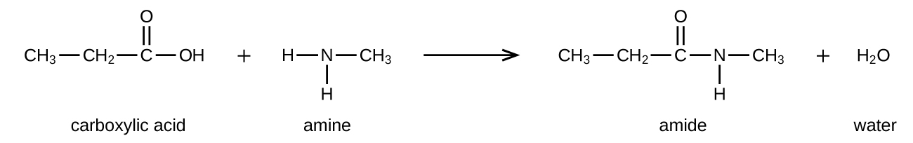 amines-and-amides-chemistry