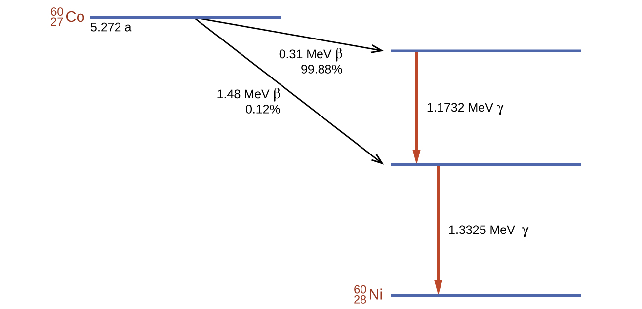 A chart shows a horizontal line in the upper left corner labeled “superscript 60 subscript 27 C o” and “5.272 a” with two arrows facing right and downward leading from it. These arrows are labeled “1.48 M e v beta 0.12 percent sign” and “0.31 M e v beta 99.88 percent sign.” The upper of the two arrows points to a horizontal line and the lower arrow points to a second horizontal line. A downward facing arrow lies in between these two horizontal lines and is labeled “1.1732 M e V gamma.” A fourth horizontal line lies at the bottom of the diagram below the second and third lines. A downward facing arrow lies in between it and the third horizontal line. It is labeled “1.3325 M e V gamma.” Below the last horizontal line is the label “superscript 60 subscript 28 N i.”