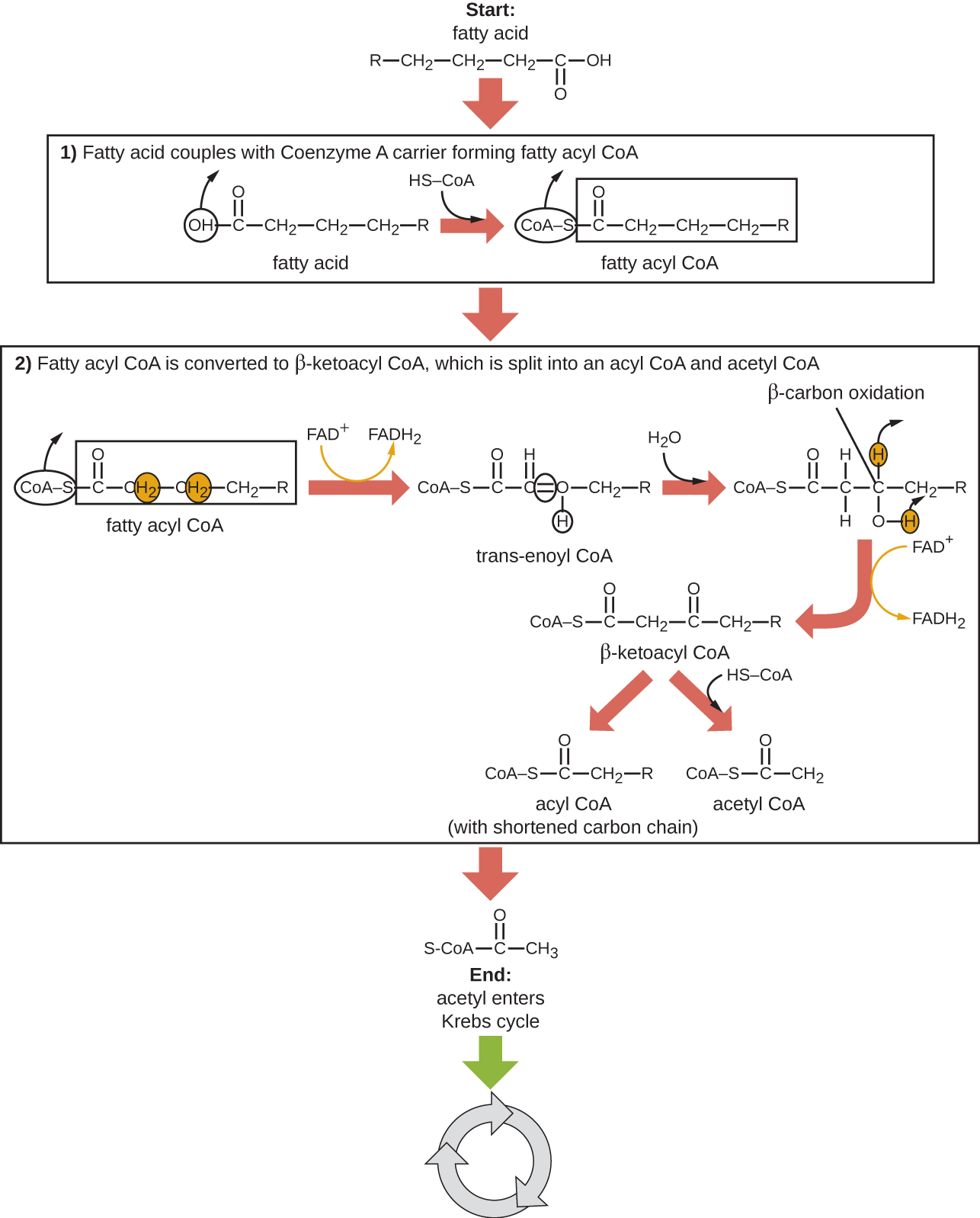 Starting with a fatty acid (a long carbon chain). Step 1: Converting a fatty acid to a fatty acyl carnitine allows transport through the mitochondrial membranes. The image shows the removal of the OH from the end of the fatty acid and the addition of a Co-A-S in its place. Step 2: Fatty acyl CoA is converted to beta-ketoacyl CoA, which is split into an acyl CoA and acetyl CoA.  The Co-A-SH is removed. Hydrogens are removed from carbons 2 and 3 to form a double bond between these carbons.  This also produces FADH2 form FAD+. Next the trans-enoyl CoA is converted by beta carbon oxidation and the addition of water. This produces L-3-hydroxyacyl CoA (a molecule where these double bonds are again broke). Next Beta-ketoacyl CoA is produced (which has an added double bonded oxygen to carbon 3). This process also produces FADH2 from FAD+. Next, beta-ketoacyl CoA is split to acetyl CoA (a 2 carbon chain) and acyl CoA (with a shortened carbon chain). Finally, Acetyl-CoA enters the Krebs cycle.