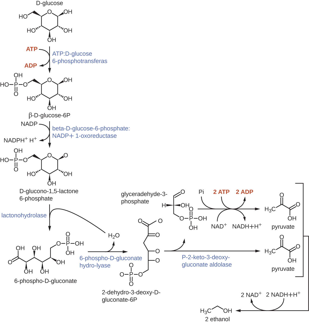 D-glucose is a 6 carbon molecule with a hexagon ring that contains an oxygen at one corner; the sixth carbon is outside of the ring. ATP:D-glucose 6-phosphotransferase removes a phosphate group from ATP to produce beta-D-glucose-6P which has a phosphate group on carbon 6. ADP is another product of this reaction. Beta-D-glucose-6-phosphate: NADP+1-oxoreductase converts beta-D-glucose-6P to D-clucono-1,5,-lactone 6-phosphate. This molecule has an oxygen at carbon 1 rather than an OH group. This reaction also produces NADH+ + H+ from NADP.  Lactonohydrolase converts D-glucono-1,5,-lactone 6-phosphate to 6-phsopho-D-gluconate (a linear form with the phosphate group at carbon 6 and a double bonded oxygen at carbon 1). 6-phospho-D-gluconate hydro-lyase converts 6-phsopho-D-gluconate to 2-dehydro-3-deoxy-D-gluconate-6P by adding a double bonded oxygen to carbon 2. P-2-keto-3-deoxygluconate aldolase splits 2-dehydro-3-deoxy-D-gluconate-6P into pyruvate (a 3 carbon molecule with double bonded oxygens at carbons 1 and 2) and glyceraldehyde-3-phosphate (a 3 carbon molecule with a double bonded oxygen at carbon 1 and a phosphate group on carbon 3). Glyceraldeyhyde-3-phosphate can be converted to pyruvate by removing the phosphate and adding it to ADP to produce ATP. This reaction also produces NADH + H+ from NAD+. Pyruvate can then be converted to ethanol; this reaction produces NAD+ from NADH + H+.