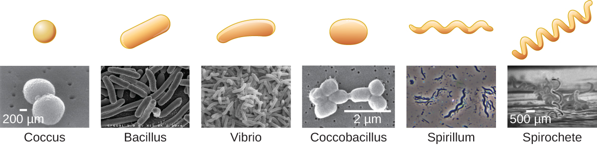 the-two-most-common-bacteria-shapes-are-cocci-and-bacilli-these-are