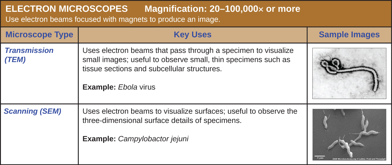 Table of electron microscopes which use electron beams focused with magnets to produce an image. Magnification: 20 – 100,00× or more. Transmission electron microscopes (TEM) use electron means that pass through a specimen to visual small images; useful to observe small, thin specimens such as tissue sections and subcellular structures. The sample image (Ebola virus) shows a tube shaped into a letter d at one end. Scanning electron microscopes (SEM) use electron beams to visualize surfaces; useful to observe the three-dimensional surface details of specimens. The sample image (Campylobactor jejuni) shows thick three-dimensional spirals.
