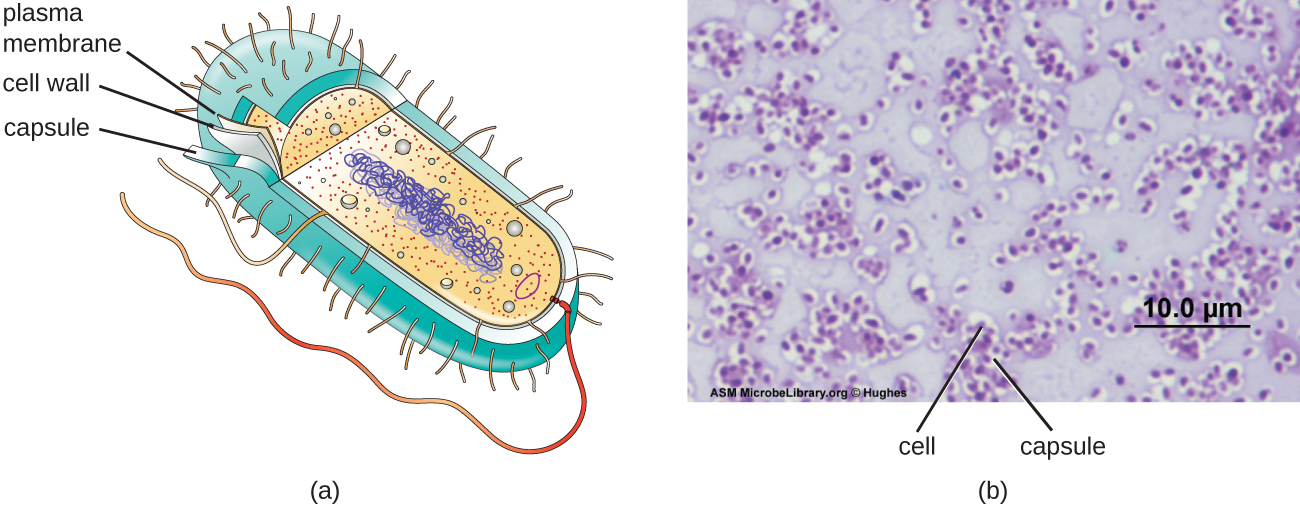 Unique Characteristics Of Prokaryotic Cells Microbiology