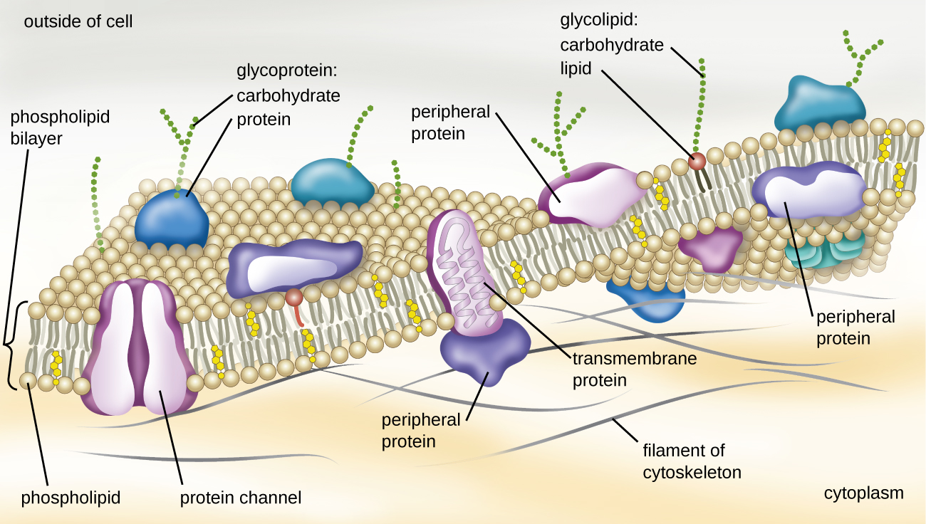 Unique Characteristics of Prokaryotic Cells · Microbiology