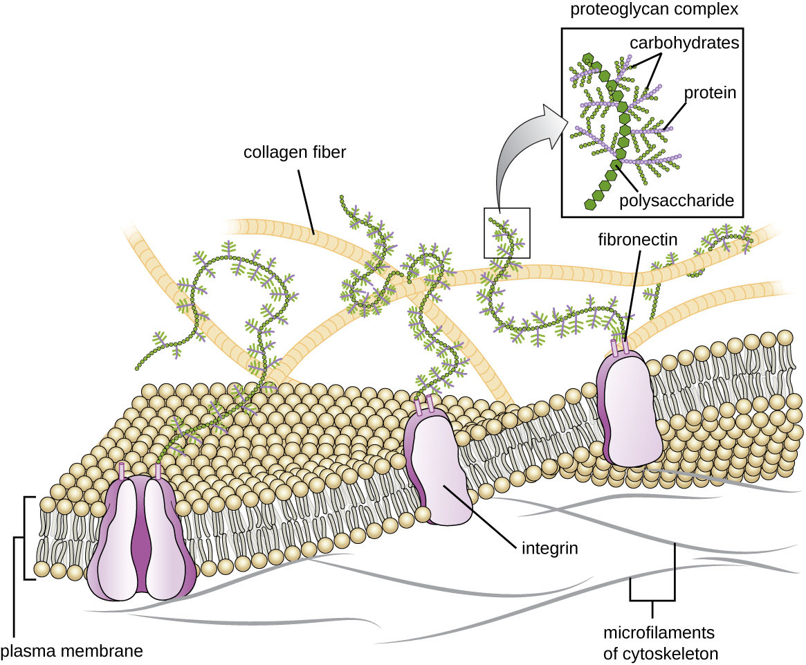 Unique Characteristics of Eukaryotic Cells