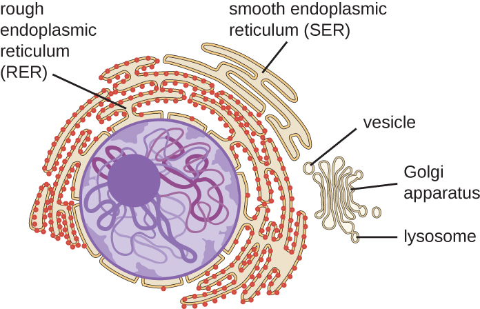 Unique Characteristics of Eukaryotic Cells Â· Microbiology