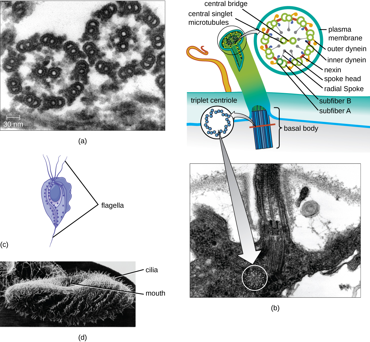 a) A micrograph of a cross section of a flagellum showing a ring of 9 sets of structures that are made of smaller rings. In the center are two more complete smaller rings. B)  A micrograph showing a flagellum. This shows a star shaped structure in the cell attached to the long lines that make up the filament of the flagellum. A diagram shows the triplet centriole in the cell as part of the basal body that attaches the filament to the cell. The diagram also shows a cross section of the filament. The outer ring is made of 9 sets of the following: a ring labeled subfiber A, a ring labeled subfiber B, a projection labeled radial spoke with a small end labeled spoke head, a projection towards the center labeled inner dynein, and a projection towards the outside labeled outer dynein. Each of these 9 sets are connected to the ones next to it via a line called nexin. These 9 sets form a ring; in the center of this ring are 2 small circles labeled central singlet microtubule. These two are attached to each other by a line labeled central bridge. C) A cell with flagella on either end. D) A cell with many small cilia along the outside and an indentation labeled mouth.