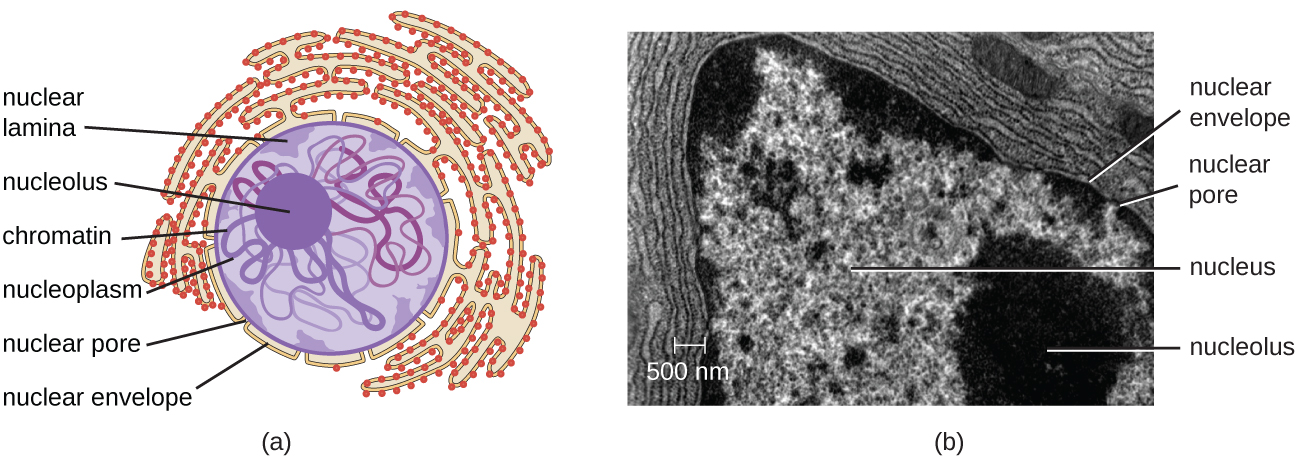 Unique Characteristics of Eukaryotic Cells Â· Microbiology