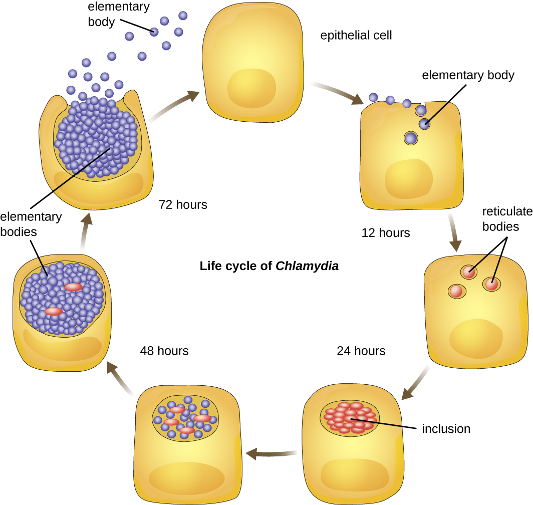 proteobacteria-microbiology
