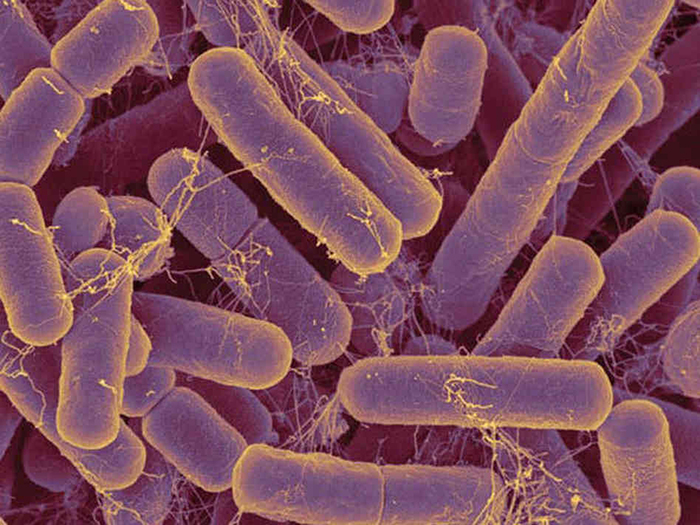 Nonproteobacteria Gram-Negative Bacteria and Phototrophic Bacteria