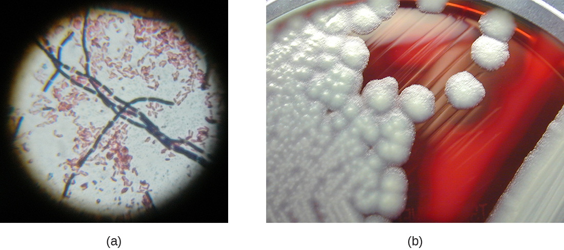 Gram-Positive Bacteria · Microbiology