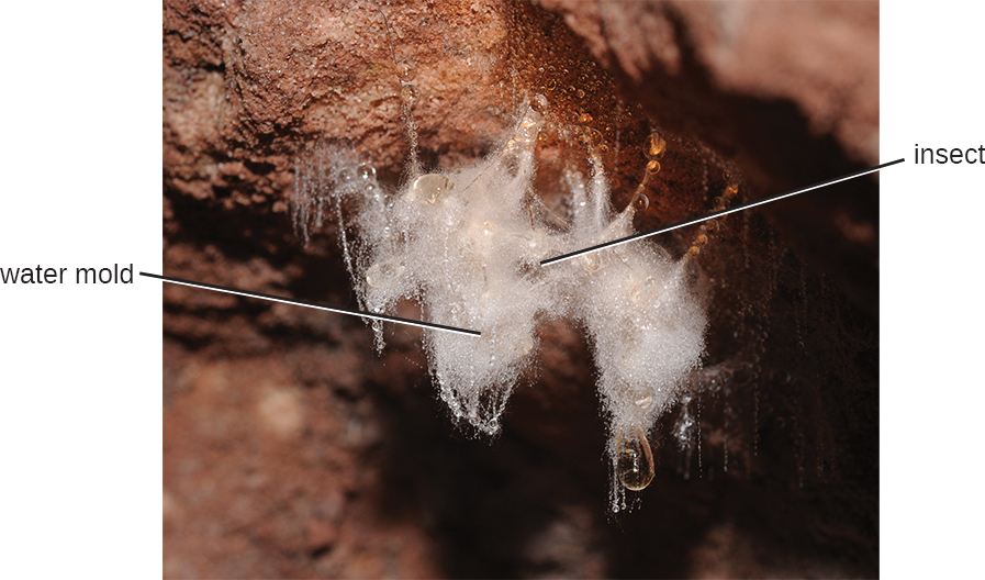 A photograph of an insect covered in white fuzz labeled water mold.