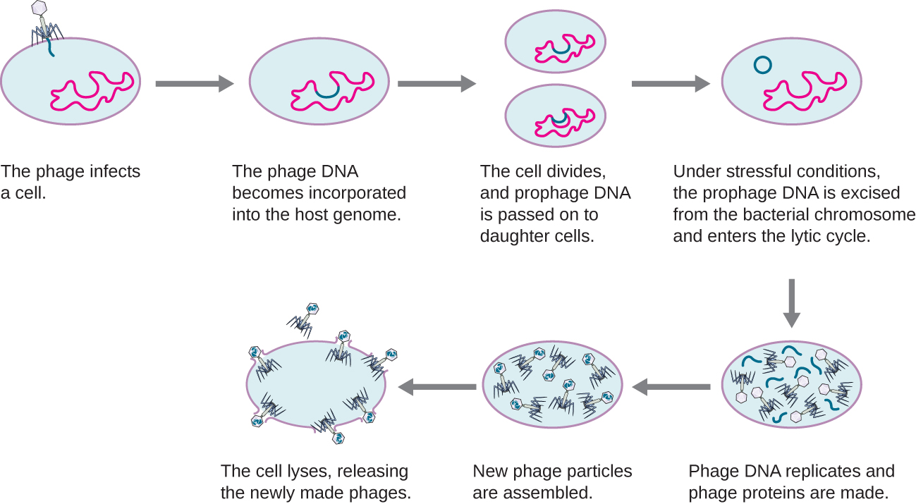 the-viral-life-cycle-microbiology