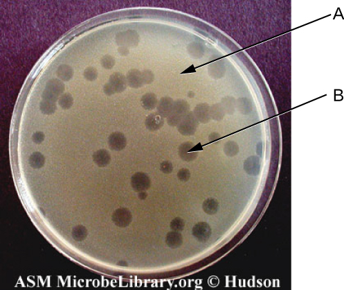 A plate with a smooth beige background labeled (A). There are holes in this background; these holes are labeled B.